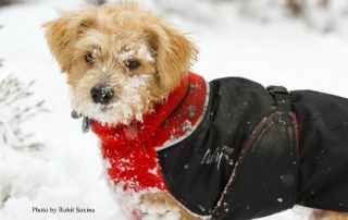 the natural dog food company