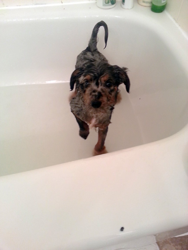 Puppy in a bath!