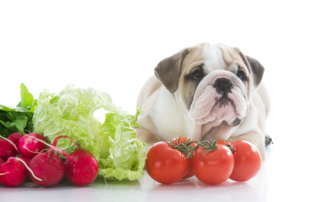 vet approved homemade dog food