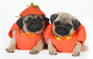 homemade dog food diet