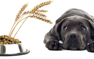 homemade dry dog food