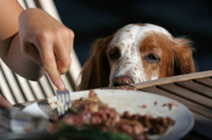 Would you feed your dog your dinner?