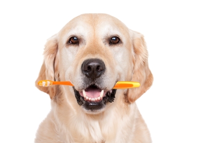 February is Pet Dental Health Month