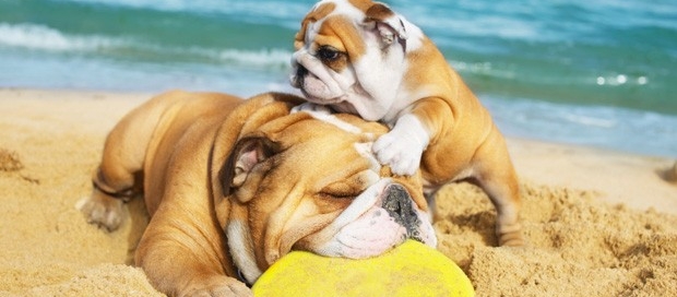 pet food delivery