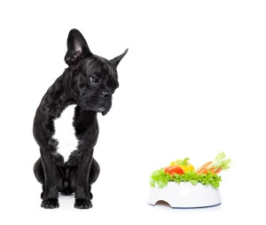 Dog and salad