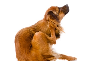 healthy dog food recipes