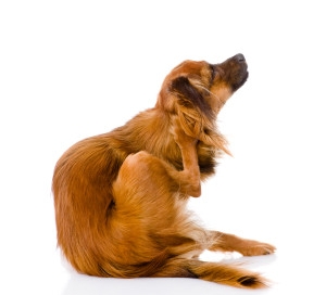 healthy dog food recipes