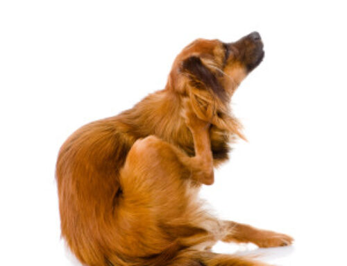 Allergies in Dogs