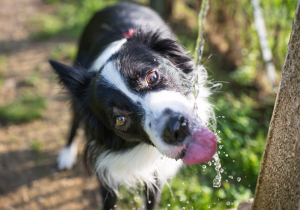 Keep your dog hydrated!