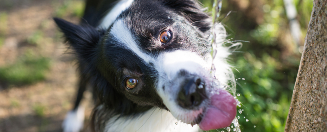 refrigerated dog food