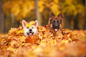 dog-in-leaves