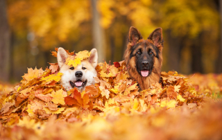 dog food online