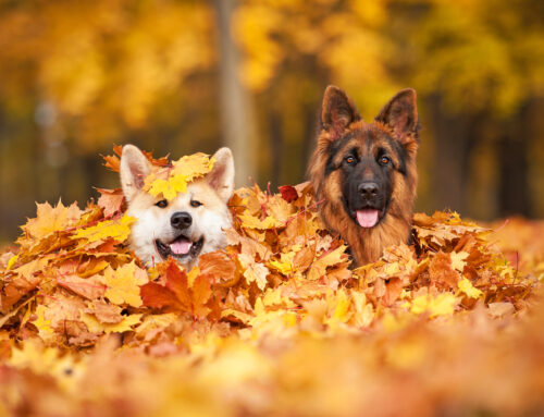 Keeping Your Dog Healthy Into Fall
