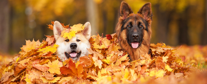 dog food online