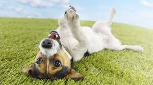 dog-rolling-grass