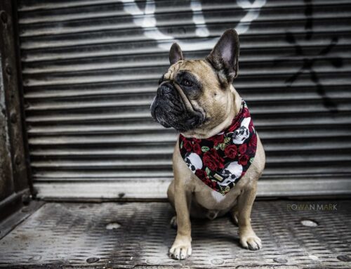 Introducing Rousseau, Lucky Dog of the Month!
