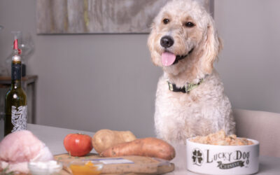 Humans vs. Dogs: Part 2 – Healthy Natural Dog Food